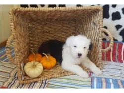 OLD ENGLISH SHEEPDOGS PUPPIES AVAILABLE