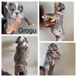 Olde English Bulldogge’s Blue Tri ‘s and a Merle available