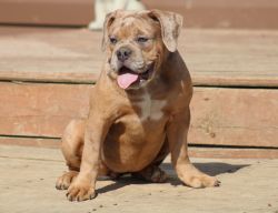 6 wrinkle butts waggin tails and big personalities
