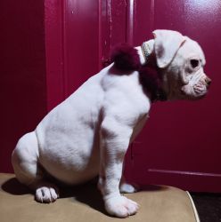 Olde English pups need new home!