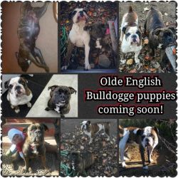 olde english bulldogge puppies