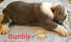 Bumble the abominable bulldogge