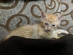 Female 1 month Kitten