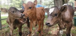 Adorable baby calves