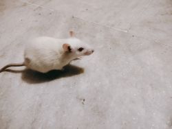 Pair of white rat