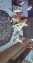 2 vaccinated kittens for sale, 1 male and 1 female