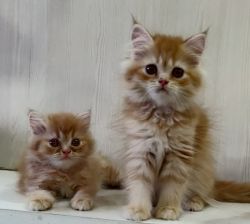 Persian kitten available orange colour, white colour, grey colour