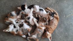Cute little cat kittens for sale
