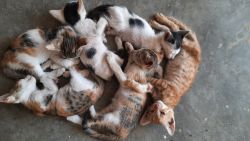 6 cute Cat kittens for sale