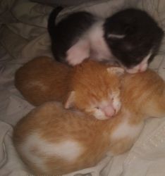5 kitten undu place marthandam