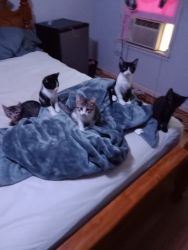 Kittens ready for their furever home