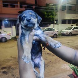 CUTE PUPPIES FOR ADOPTION