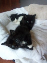 Rambunctious kittens