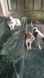 Dogs and Puppies for sale