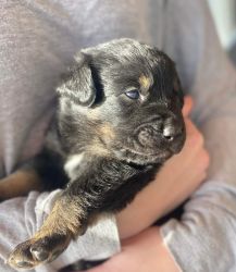 Euro Mountain Sheparnese Puppies for Sale