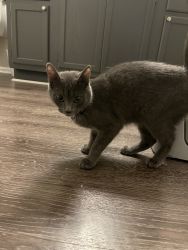 8-Month-Old Kitten for Sale!