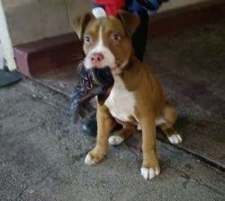 Red nose pitbull puppy for sale