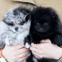Akc Potty/home trained pomeranian puppies available