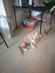 Red nose pit for sale