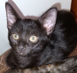 Black kitten 3 months old