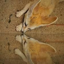 ready for new home fennec fox