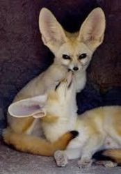 cute fennec foxes available