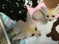 cute male and female fennec foxes ready
