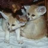 fennec foxes now available