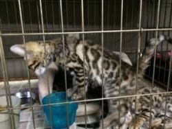 adorable bengal kittens for good homes