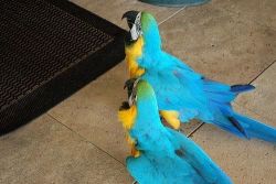 Macaw parrots for loving homes