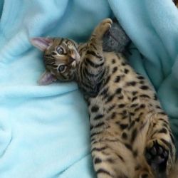 special bengal kittens ready
