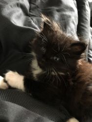 Kitten For Sale
