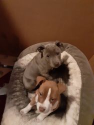2 pitbull puppies