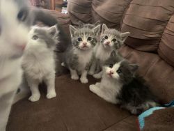 Kittens and mama need a home
