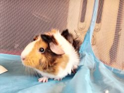 Female guinea pig cage and accessories