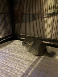 Two month old, baby chinchilla hand held