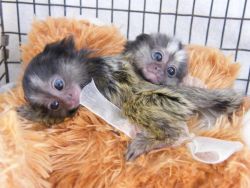 Gorgeous Babies Pygmy Marmoset monkeys Available