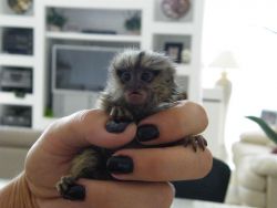 Super Babies Finger Pygmy Marmoset Monkeys