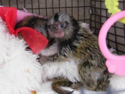 Adorable Finger Pygmy Marmoset Monkeys Available