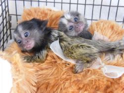 Friendly Babies Finger Pygmy Marmoset Monkeys