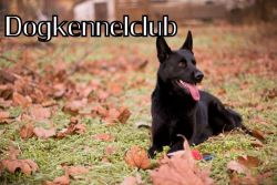 () Black Gsd () Puppies Availble.