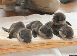 littel bebe otters for adoption