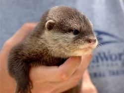 Otters looking for a new home