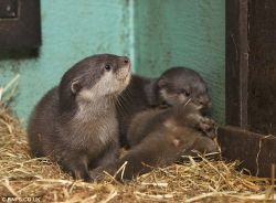 Otters for sale now