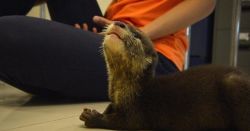 male and female babies otters for sale