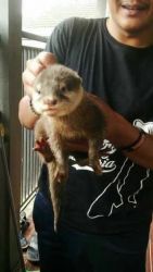 baby Otter for sale