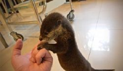 Asian small Clawed Otters for sale as pet