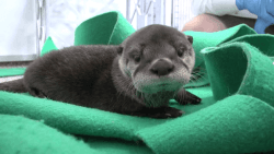Asian Small-Clawed Otters For Sale