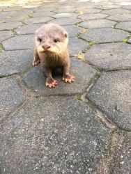 Assin Otters 4 males 2 females for sale