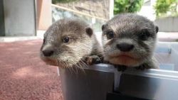 ASIAN SMALL CLAWED OTTERS